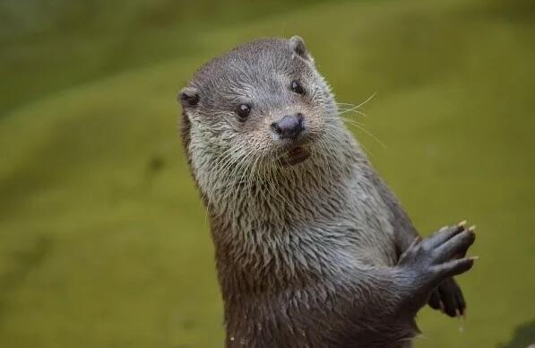 1582808436323196.jpg 0dfc6972-a62c-43dd-aad2-973adc5dca60.jpg