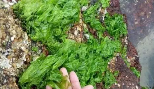 1481013324729862.png 2.png